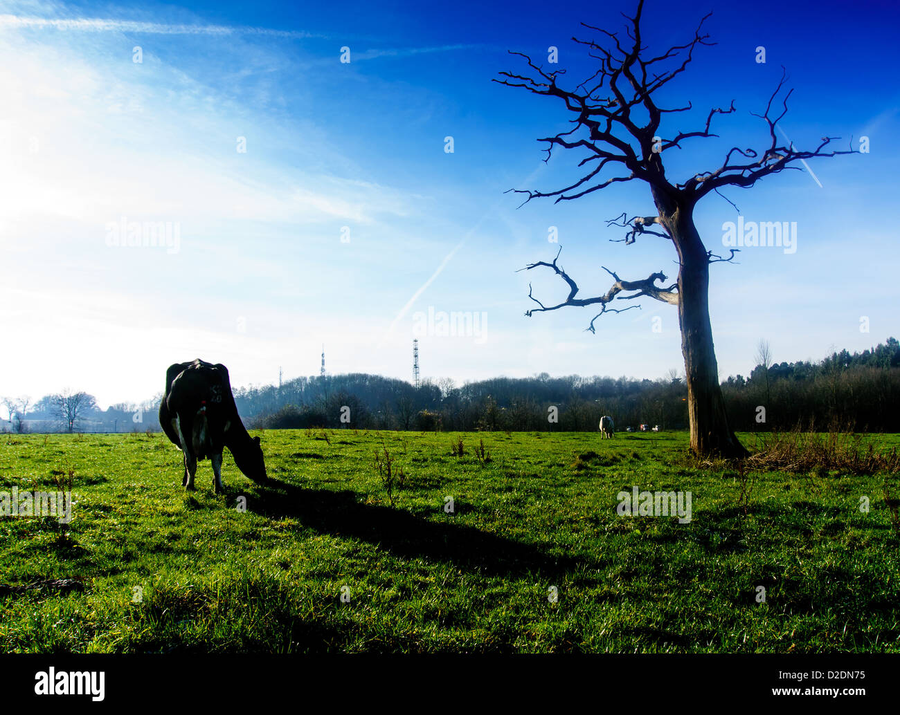 Fresian vaches paissant dans un champ dans les North Downs au Upper Gatton, près de Reigate, Surrey Banque D'Images