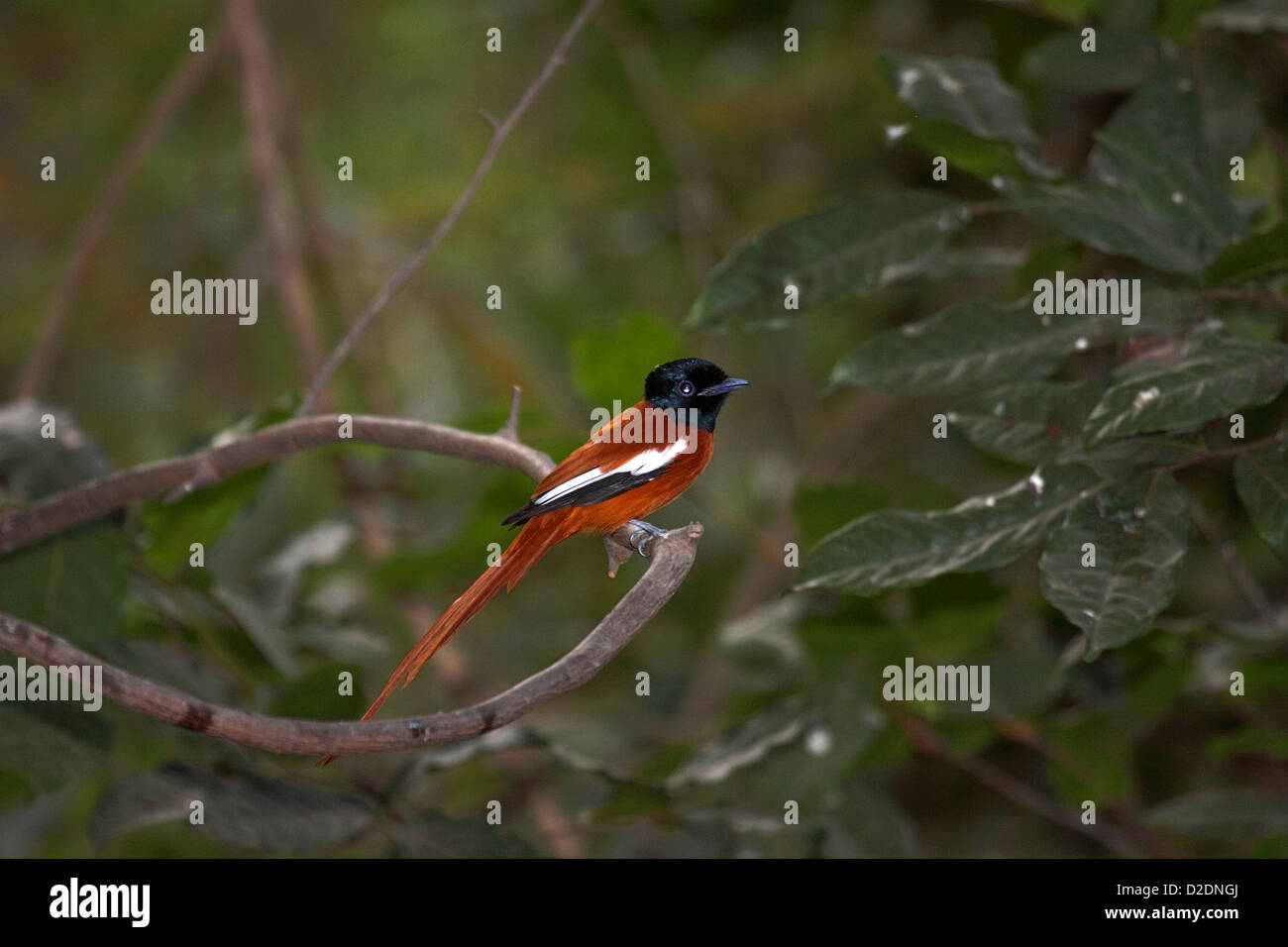 Paradise flycatcher hybride dans l'arbre en Gambie Banque D'Images