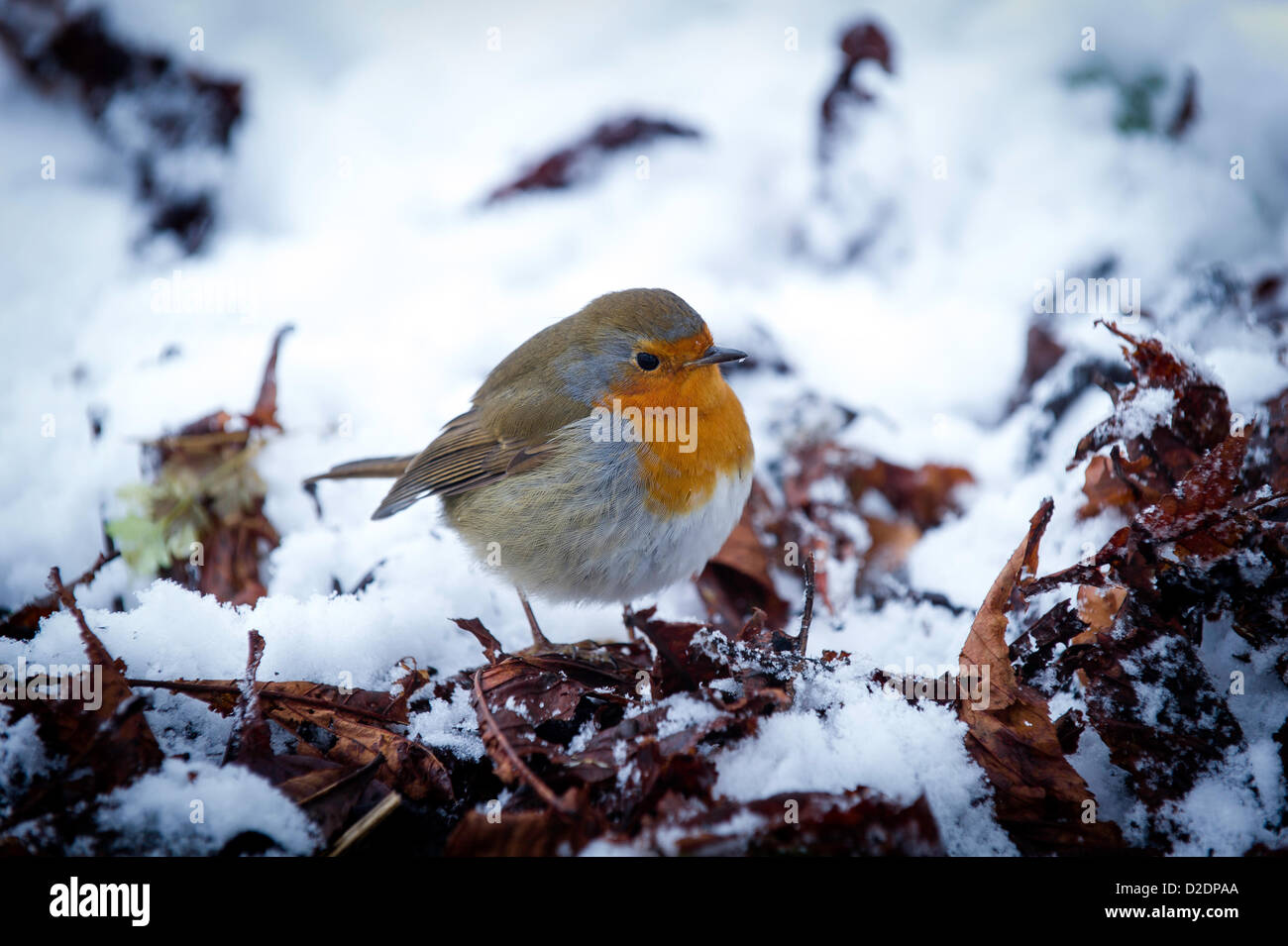 Avec des températures ne reçoit pas beaucoup au-dessus de zéro et la neige au sol un Robin cherche de la nourriture parmi les quelques feuilles visibles dans la neige. Banque D'Images