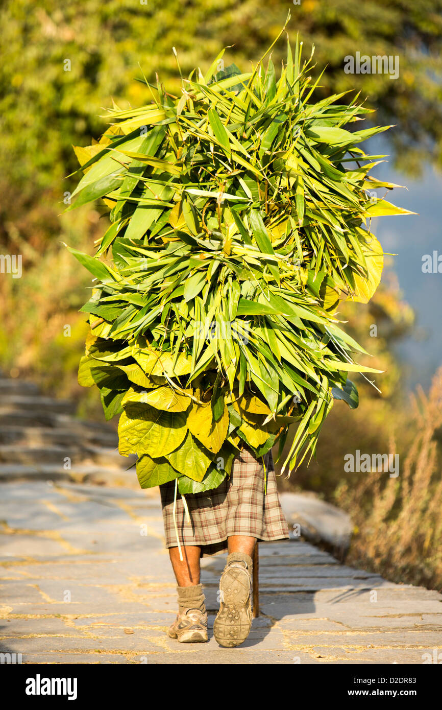 L'agriculture de subsistance dans la région de l'Annapurna Himalaya au Népal, avec une vieille femme portant une charge de feuillage Banque D'Images