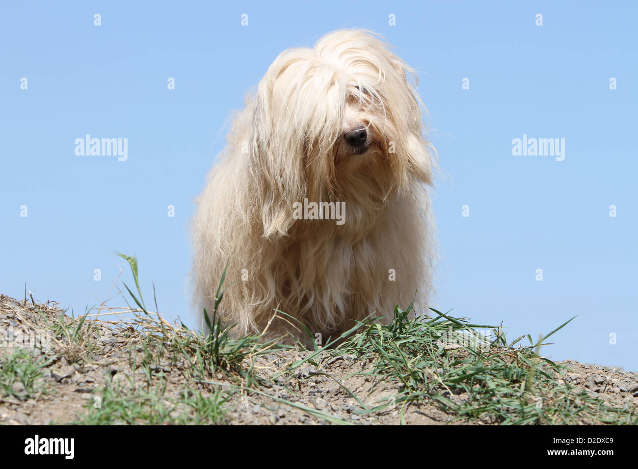 Bichon Havanais chien Havanais / / Havaneser crème (adultes) debout sur le terrain Banque D'Images