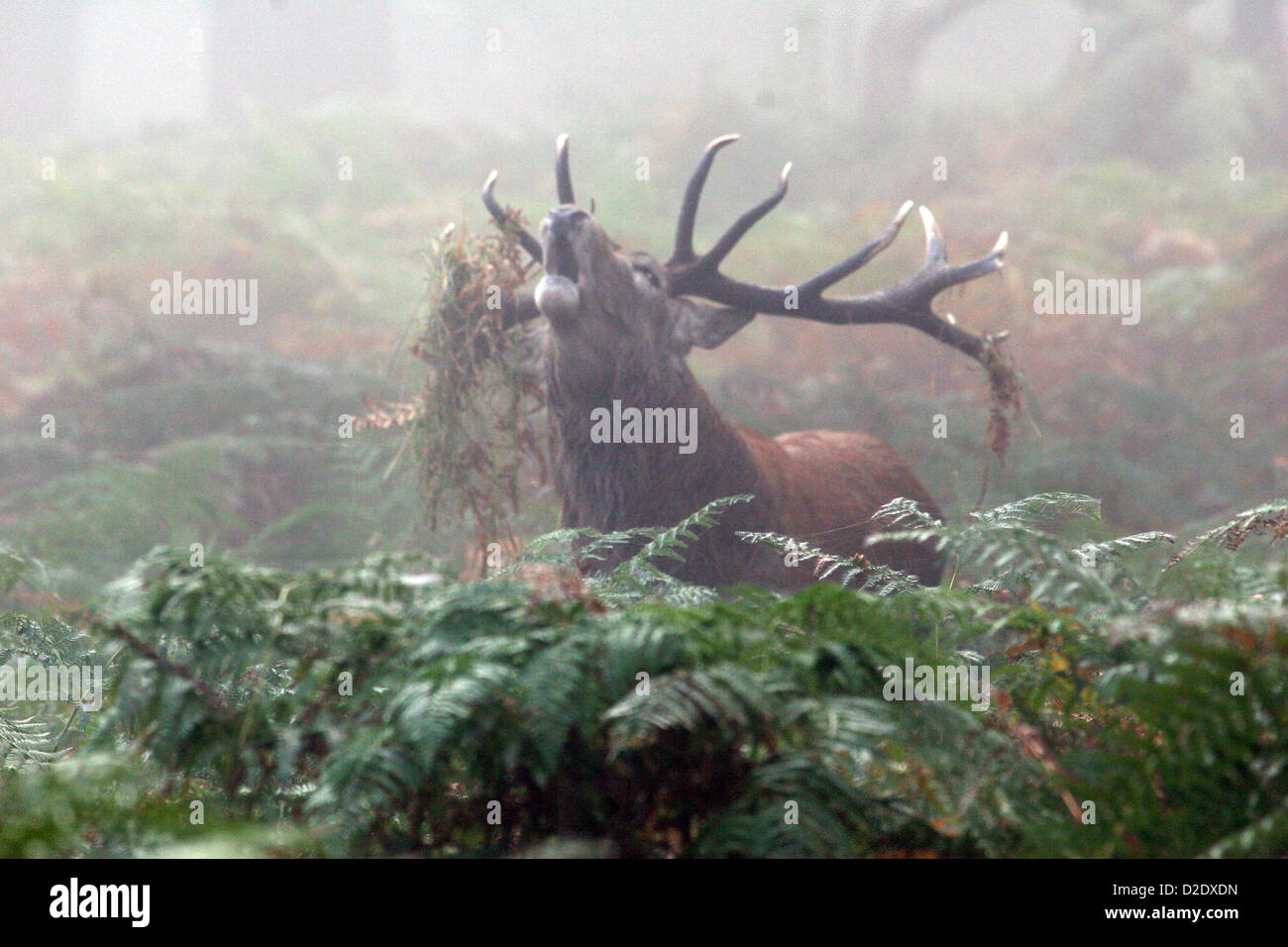 L'orniérage red deer stag Banque D'Images