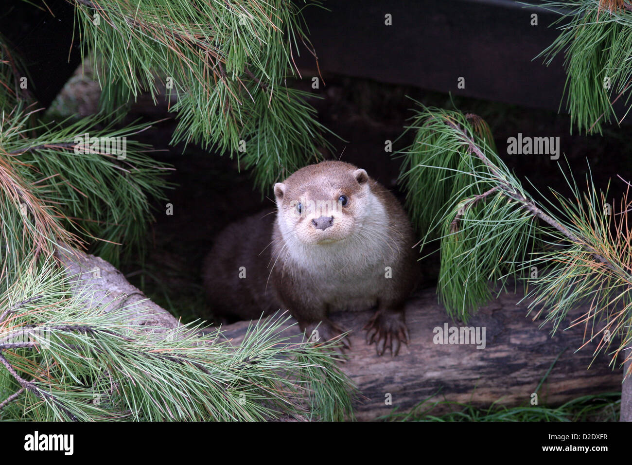 Peering Otter de holt Banque D'Images