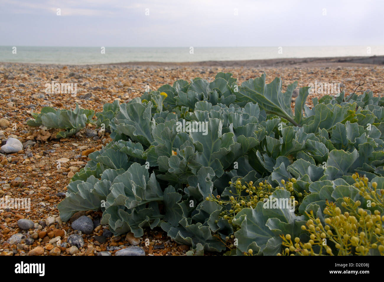 Chou kale Crambe maritime ou Maritima sur plage de galets UK Banque D'Images