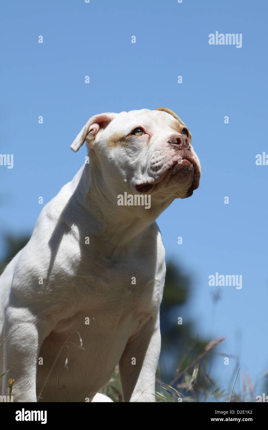 Chien Bouledogue américain / Bully puppy portrait profile Banque D'Images