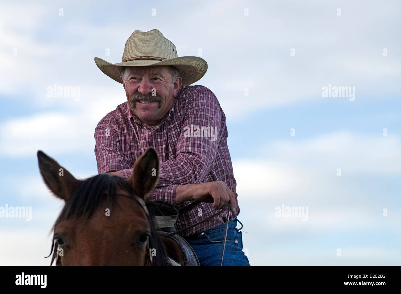 Un cowboy est assis sur son cheval à la Dalton Ranch dans la vallée de trèfle, NV. Banque D'Images