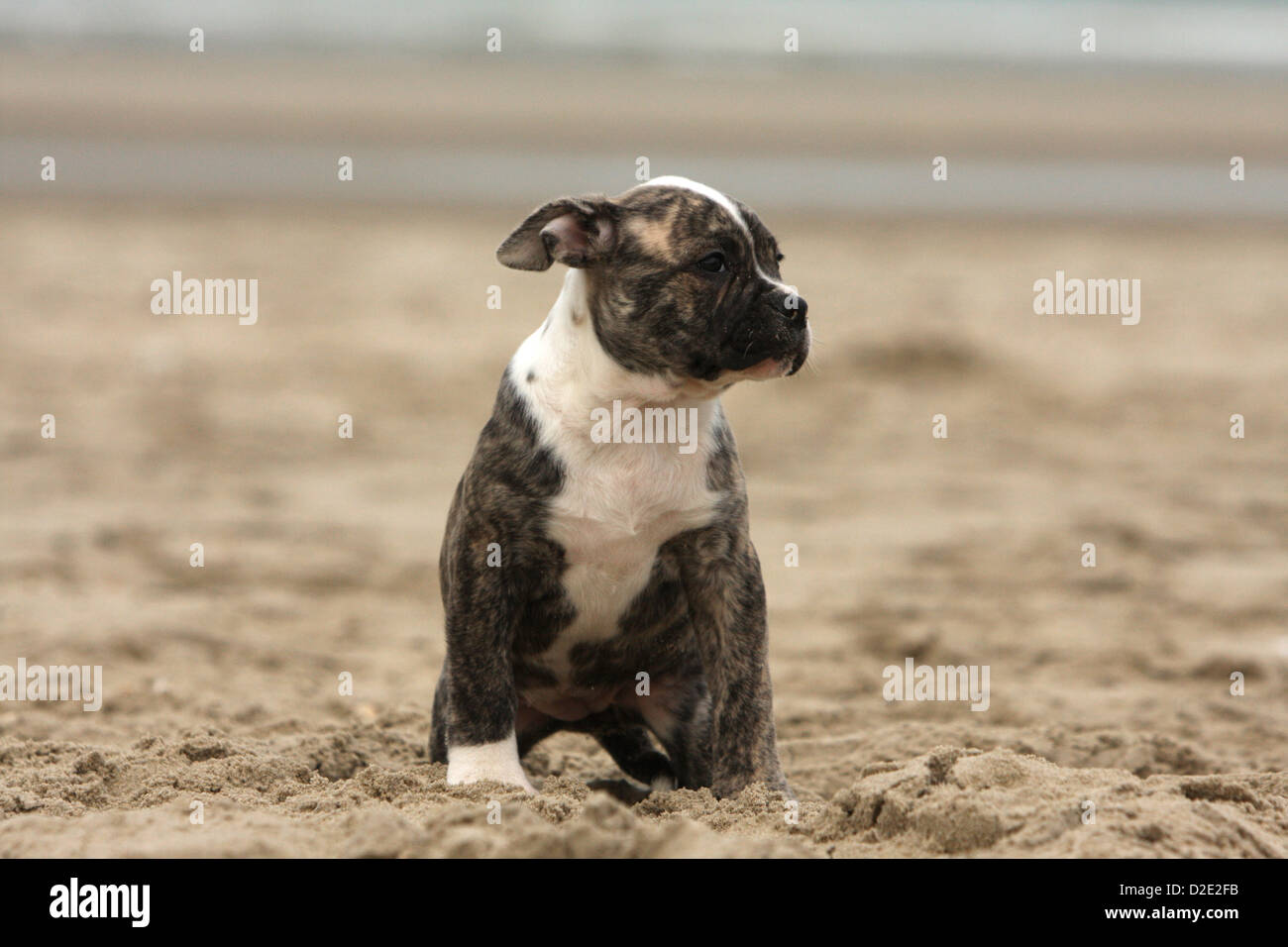 Chien Bouledogue américain / Bully chiot assis sur le sable Banque D'Images