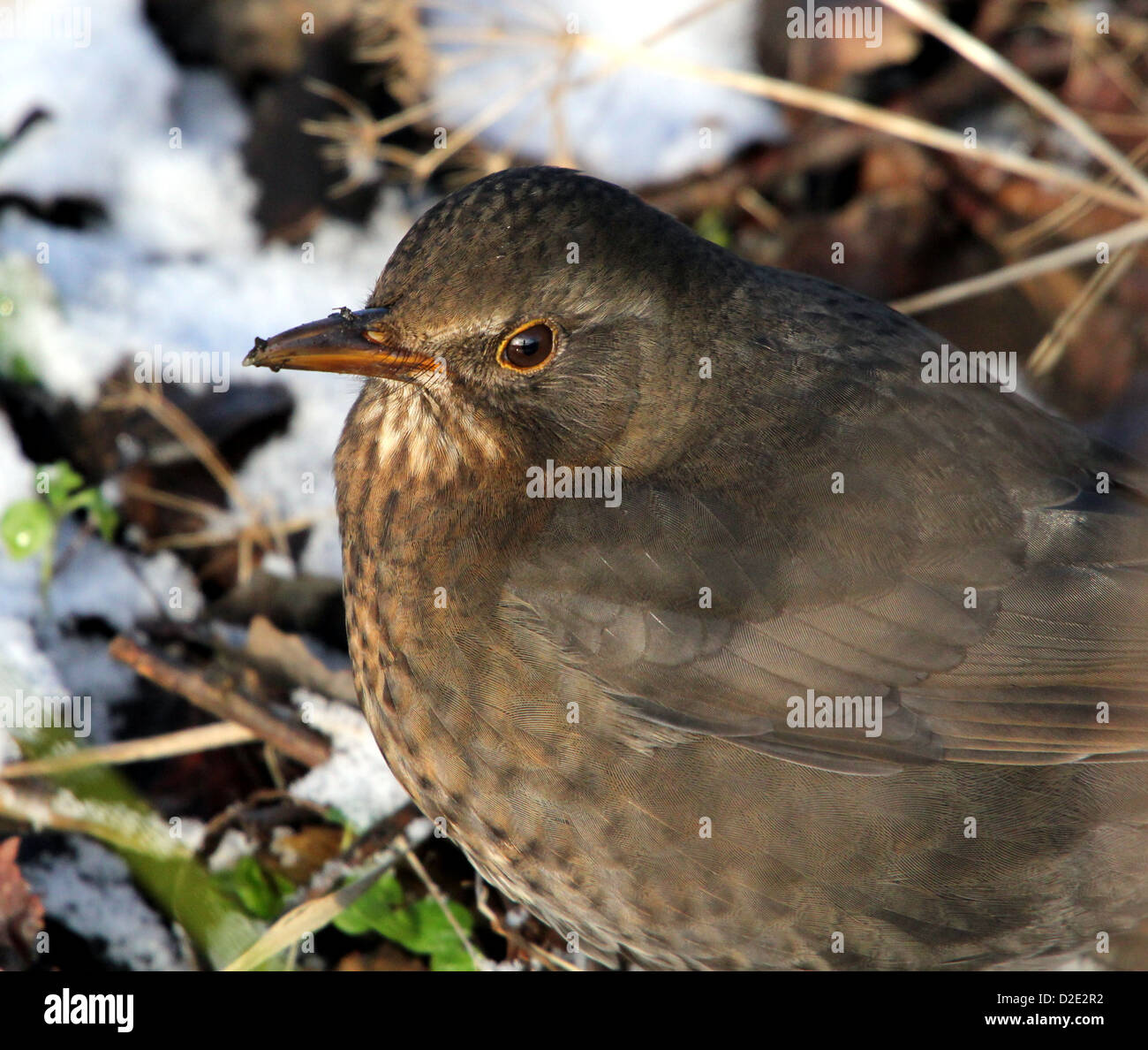 Les close-up of Eurasian Blackbird (Turdus merula) Banque D'Images