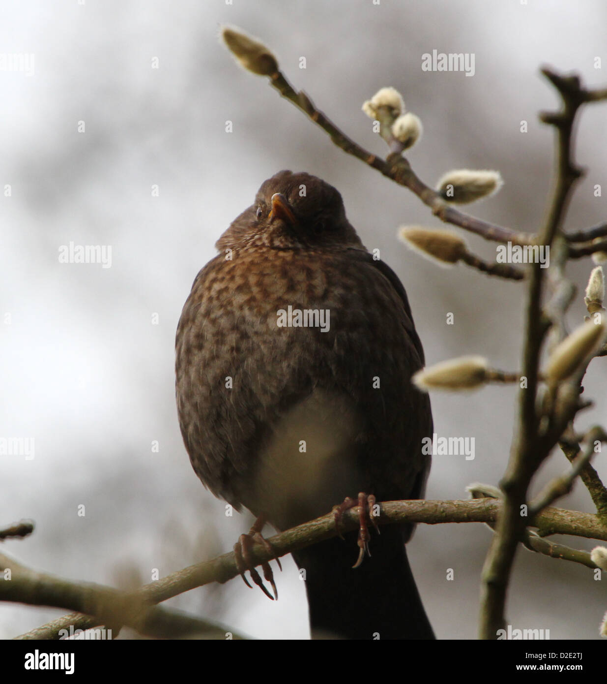 Les close-up of Eurasian Blackbird (Turdus merula) Banque D'Images