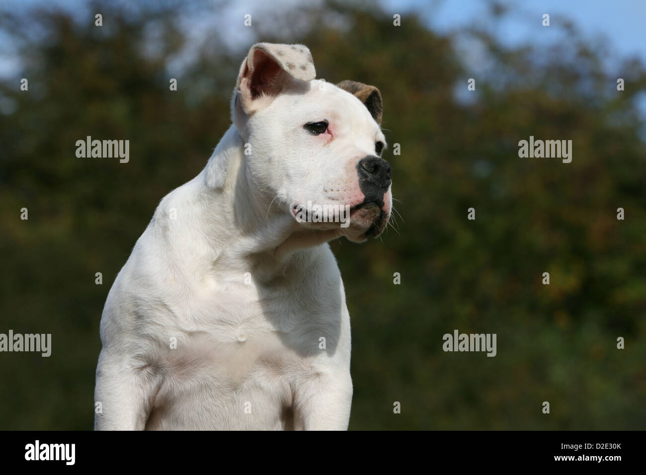 Chien Bouledogue américain / Bully puppy portrait Banque D'Images