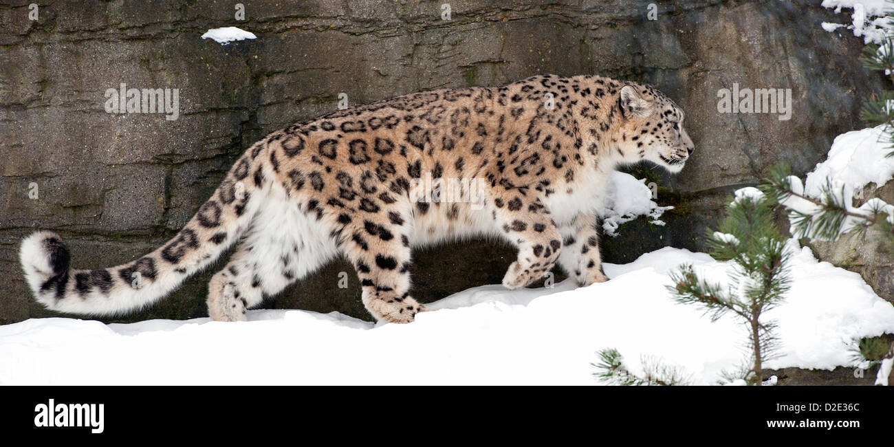 Snow Leopard femme marchant dans la neige par des roches Banque D'Images