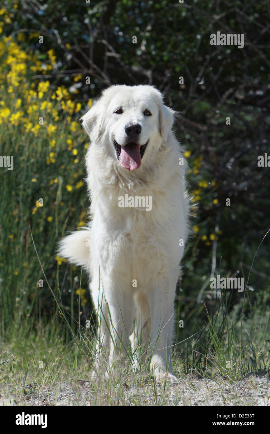 Polonais de Podhale chien / montagne Tatra Sheepdog / permanent adultes Podhale Banque D'Images