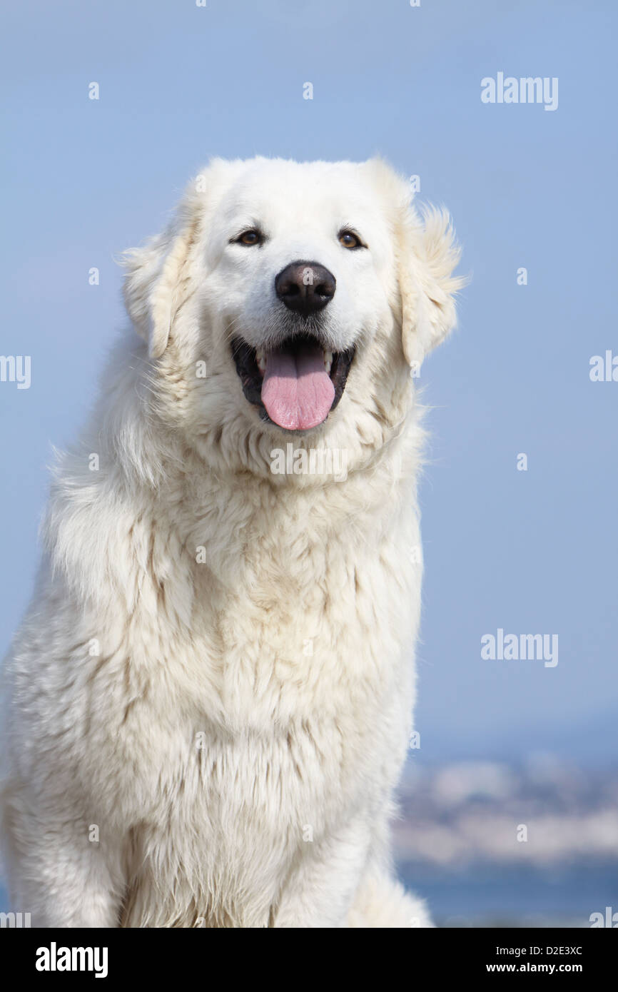 Polonais de Podhale chien / montagne Tatra Sheepdog / portrait adultes Podhale Banque D'Images