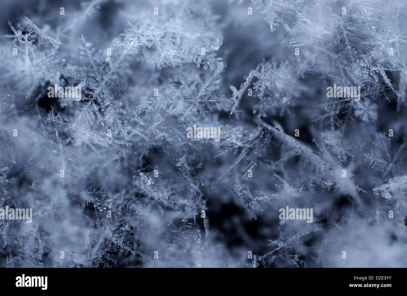 Berlin - Les cristaux de glace de neige fraîchement tombée Banque D'Images