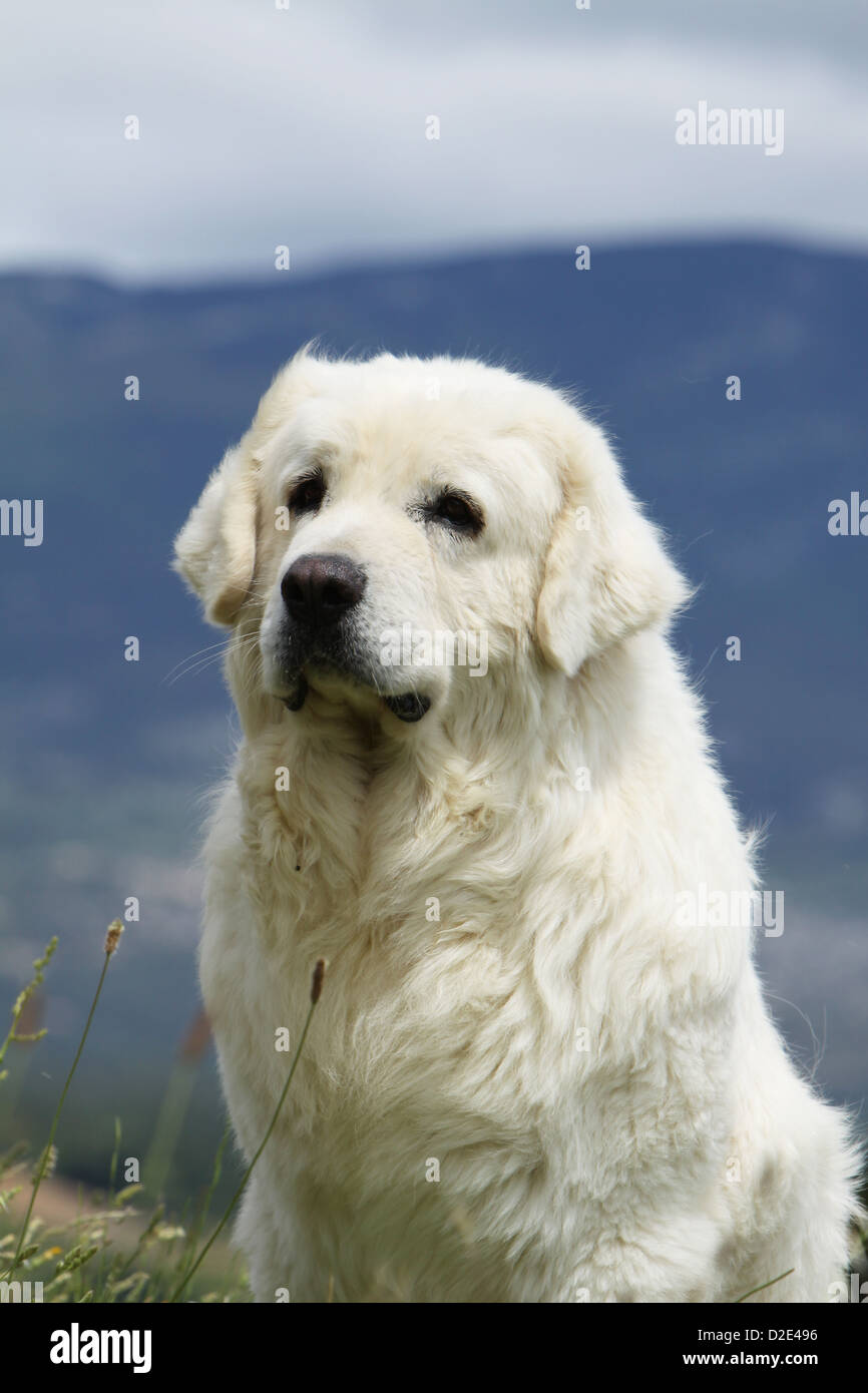 Polonais de Podhale chien / montagne Tatra Sheepdog / portrait adultes Podhale Banque D'Images