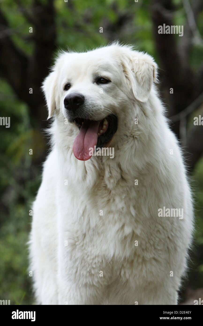 Polonais de Podhale chien / montagne Tatra Sheepdog / portrait adultes Podhale Banque D'Images