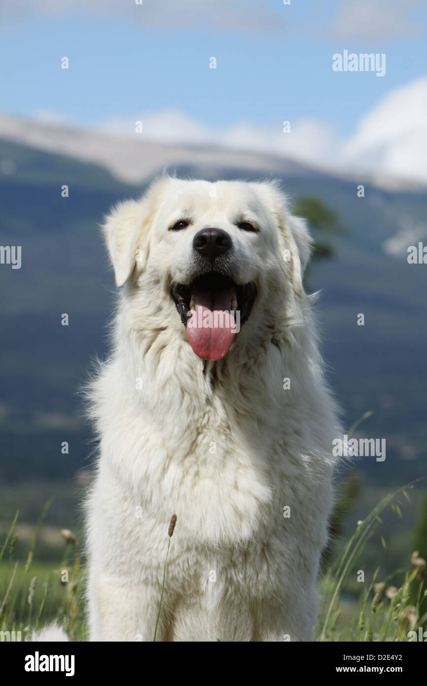 Polonais de Podhale chien / montagne Tatra Sheepdog / portrait adultes Podhale Banque D'Images