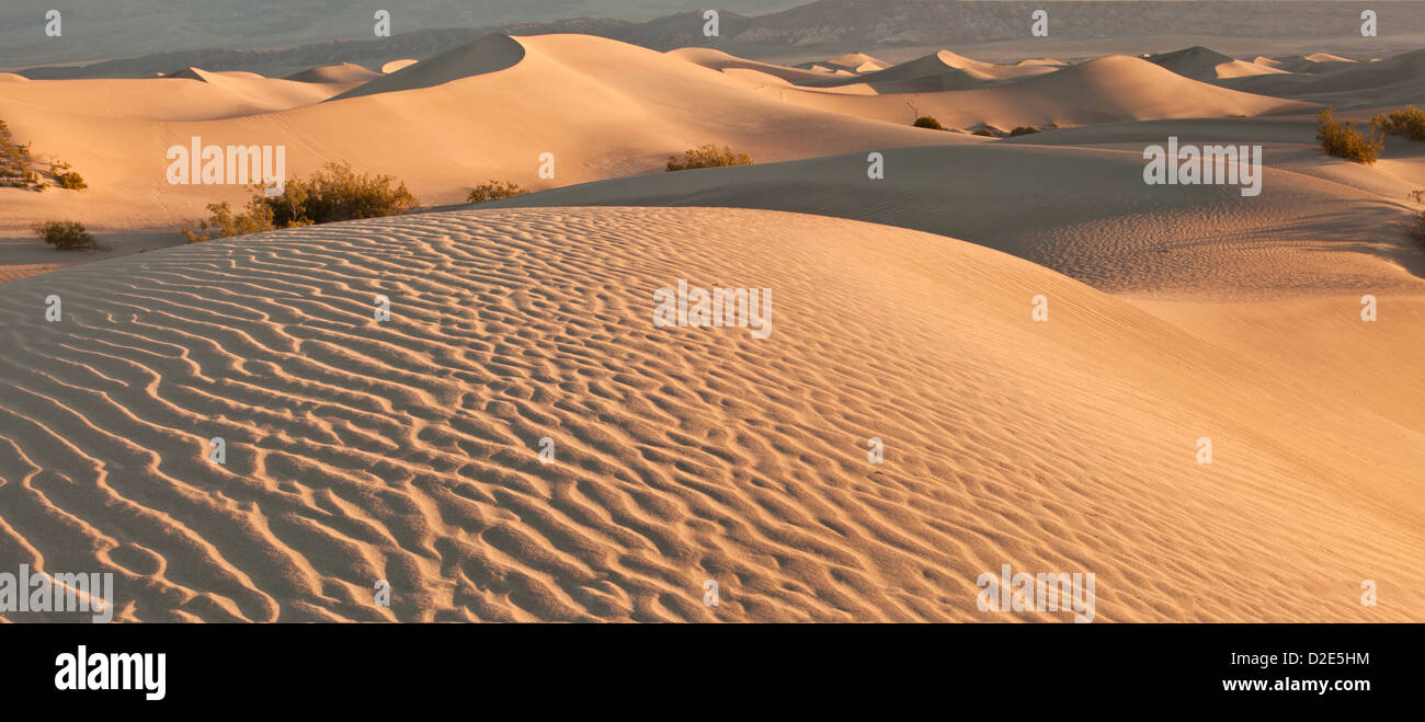 Début de lumière sur Mesquite Dunes télévision près de Stovepipe Wells dans Death Valley National Park, en Californie. Banque D'Images