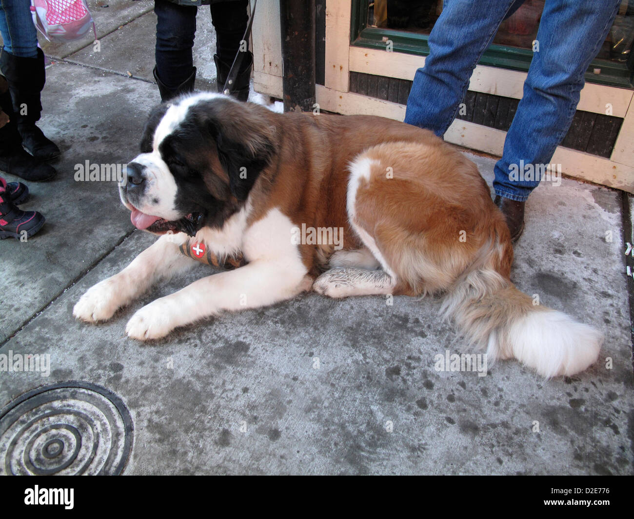 Park City, Utah, 19 janvier 2013 - Saint Bernard flâner sur la rue Main à Park City pendant le Festival du Film de Sundance Banque D'Images