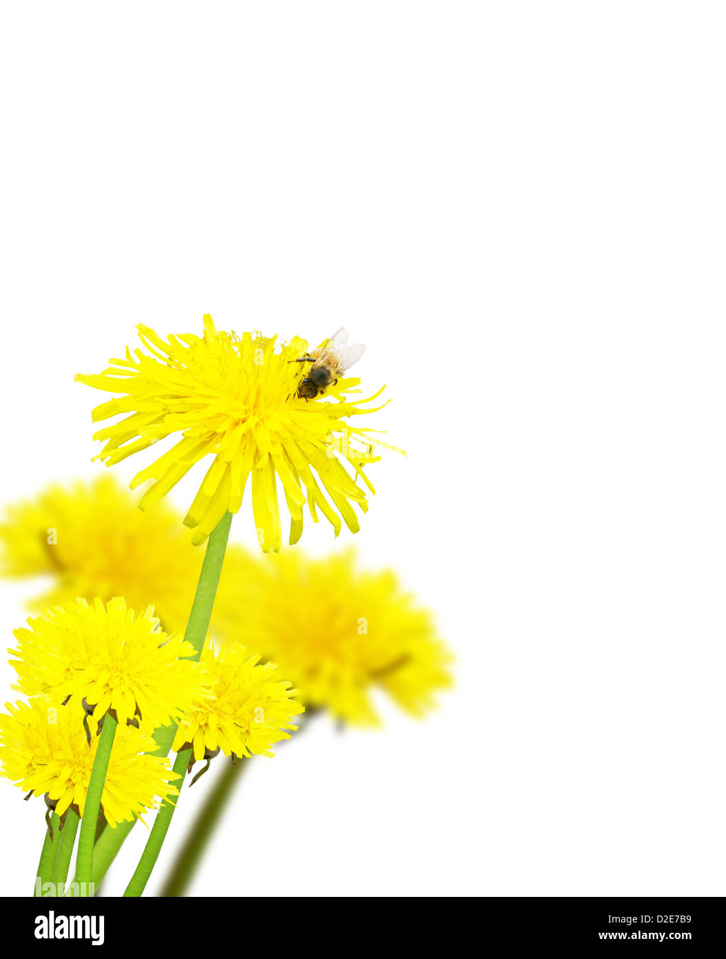 Les marguerites et les abeilles isolé sur fond blanc Banque D'Images