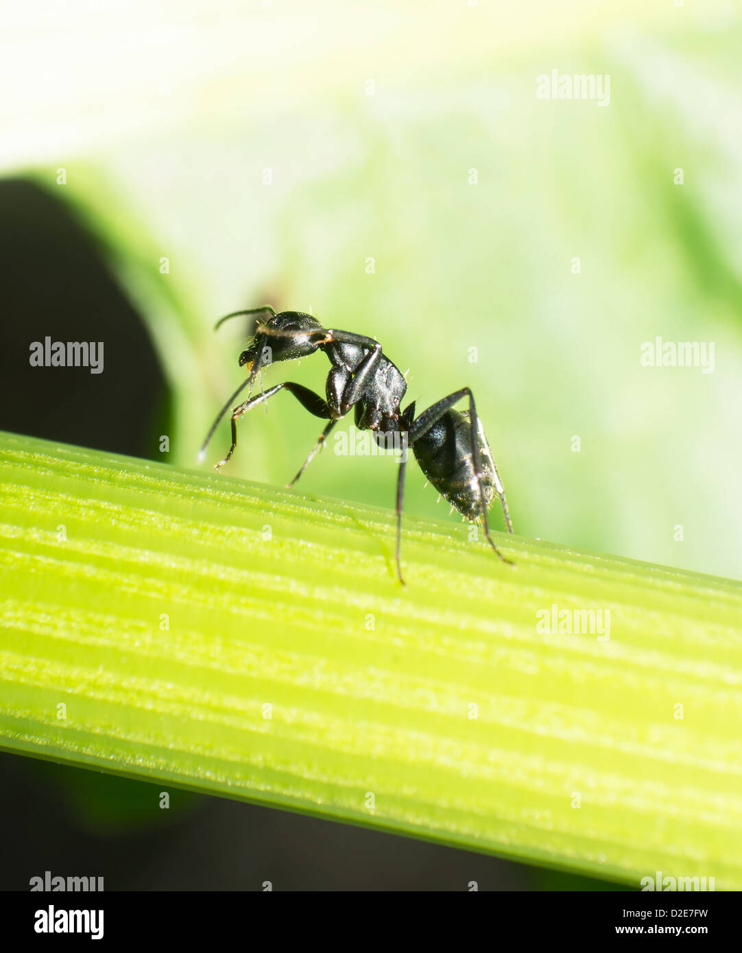 Close-up de grandes fourmis noires. Banque D'Images