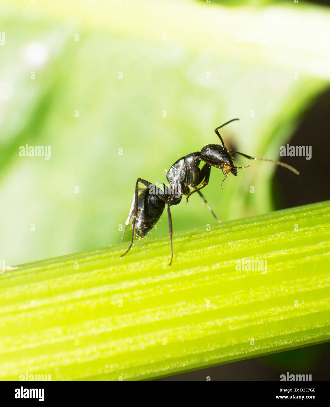 Close-up de grandes fourmis noires. Banque D'Images