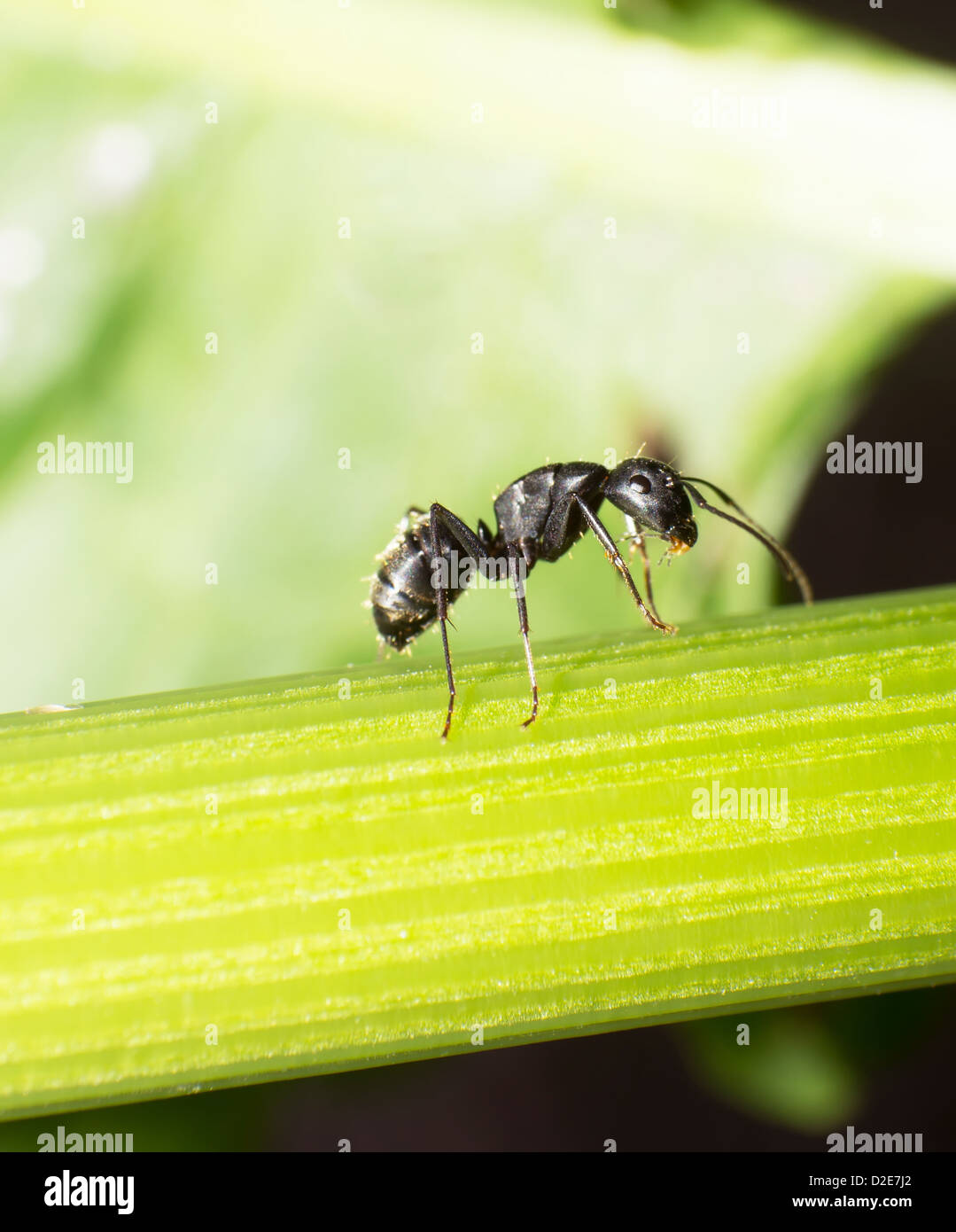 Close-up de grandes fourmis noires. Banque D'Images