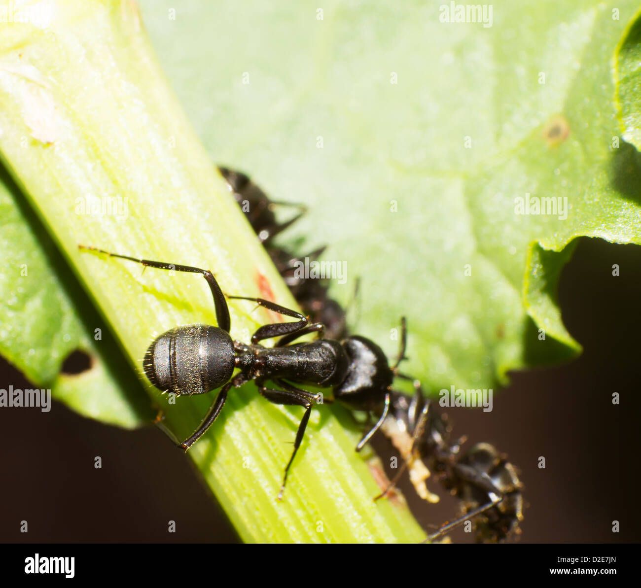 Close-up de grandes fourmis noires. Banque D'Images