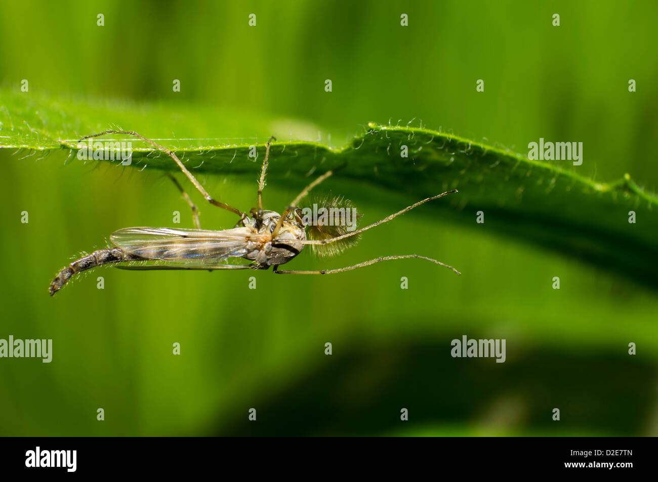 Le Scorpion en choisissant la chrysope la feuille. Banque D'Images