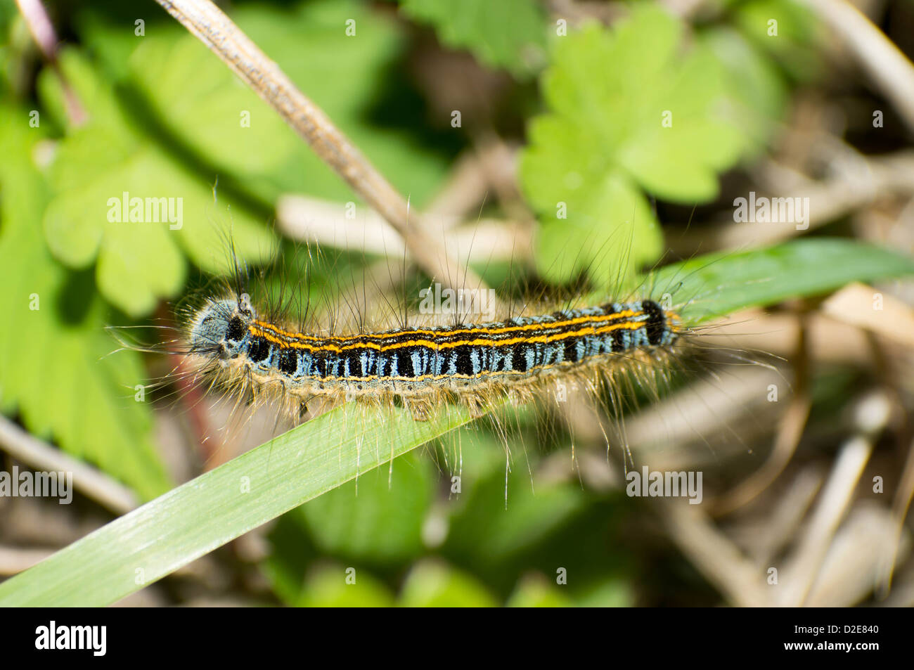 Close-up de la chenille orange. Banque D'Images