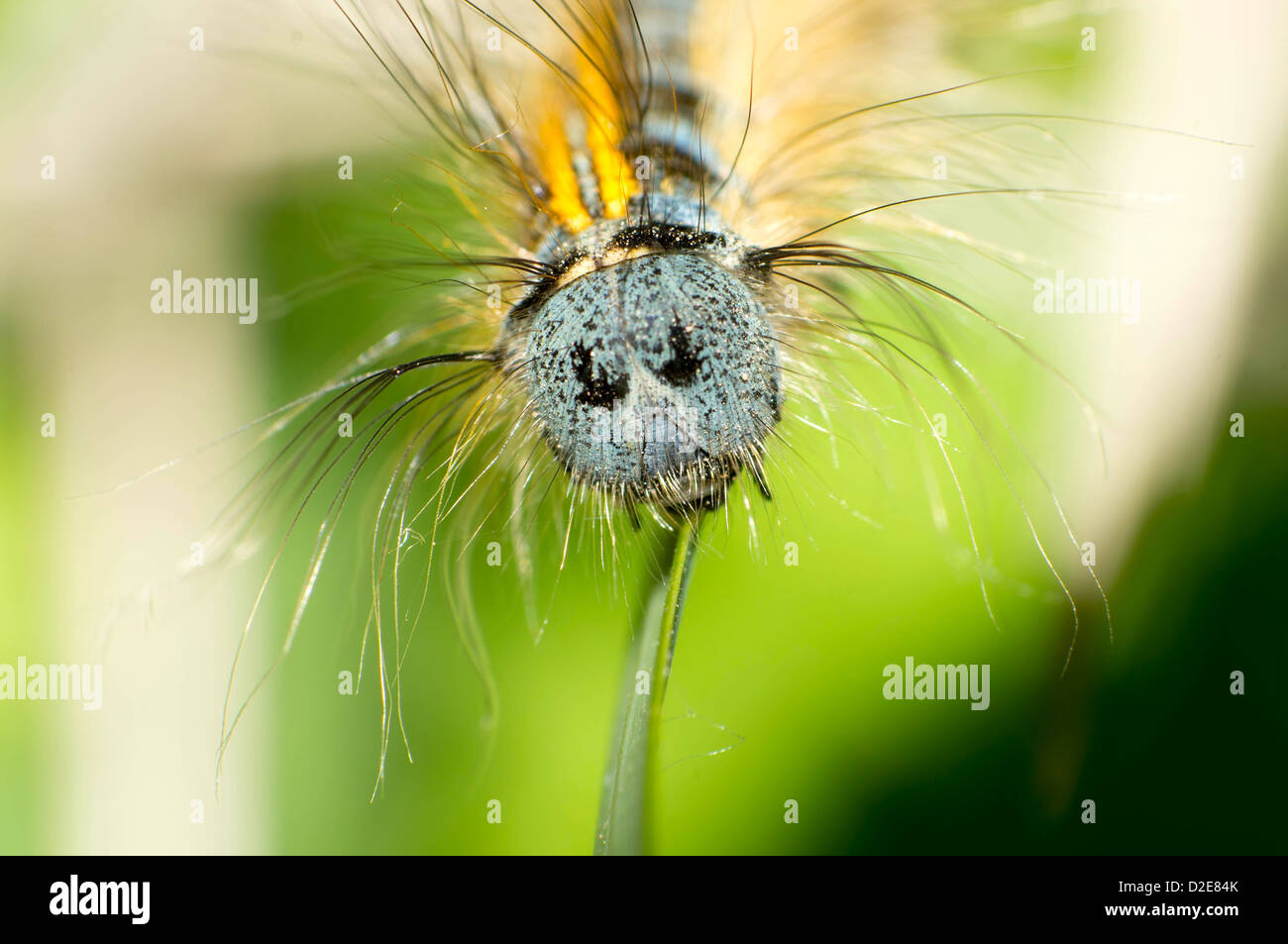 Hairy caterpillar longue de près. Banque D'Images