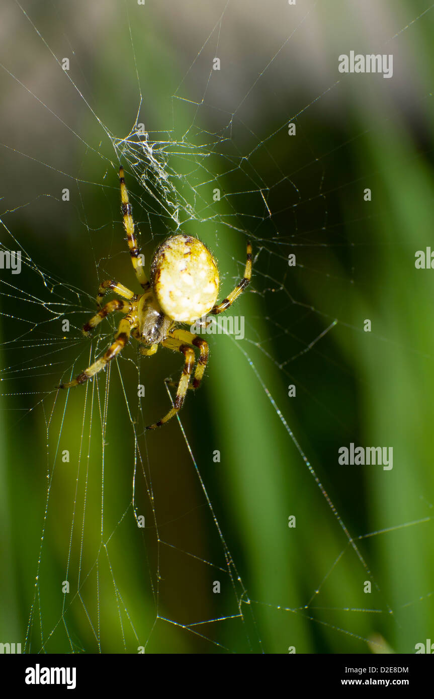 L'araignée est le net. Banque D'Images