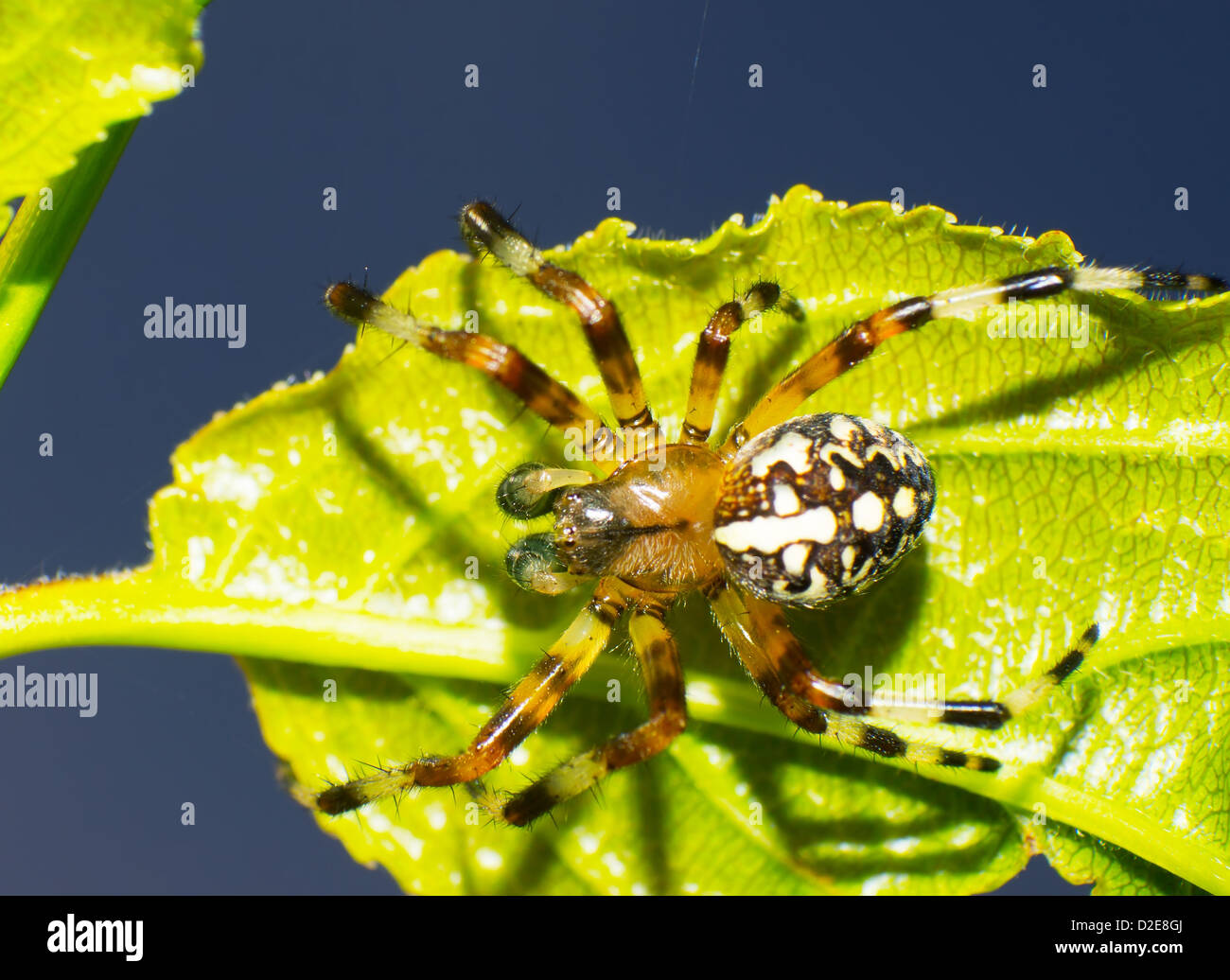 Araignée sauteuse araignée sur une feuille. Banque D'Images
