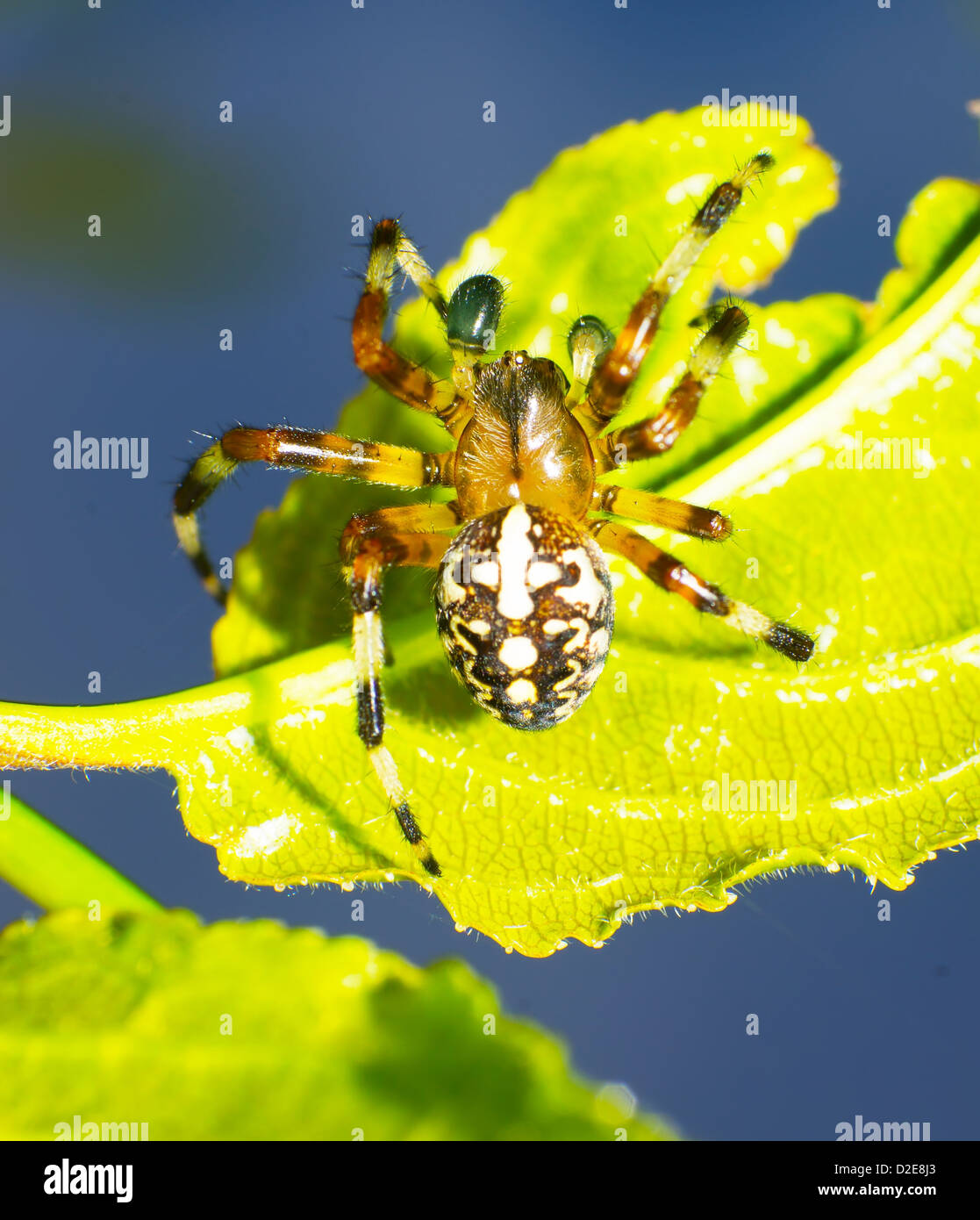 Araignée sauteuse araignée sur une feuille. Banque D'Images