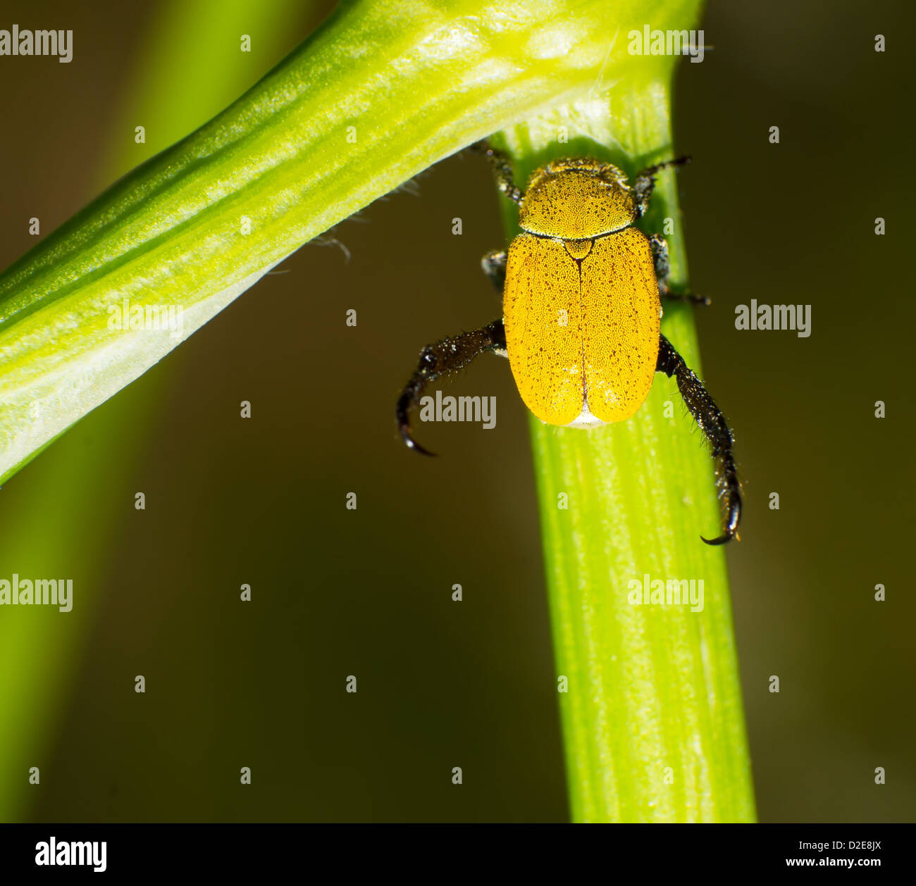 Séjour hannetons dans les usines de la tige. Banque D'Images