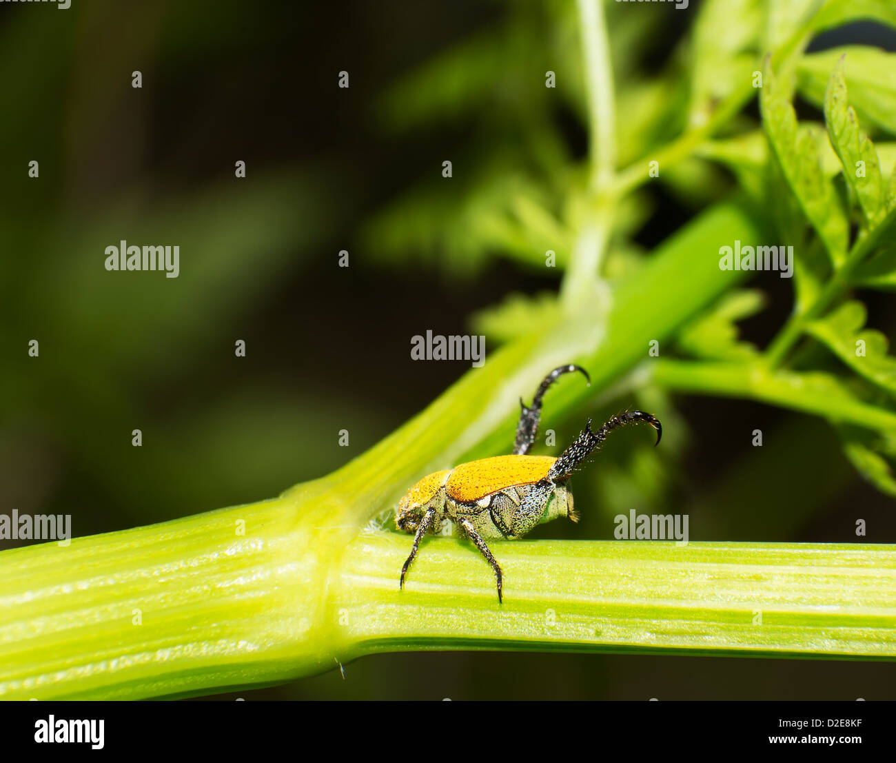 Séjour hannetons dans les usines de la tige. Banque D'Images