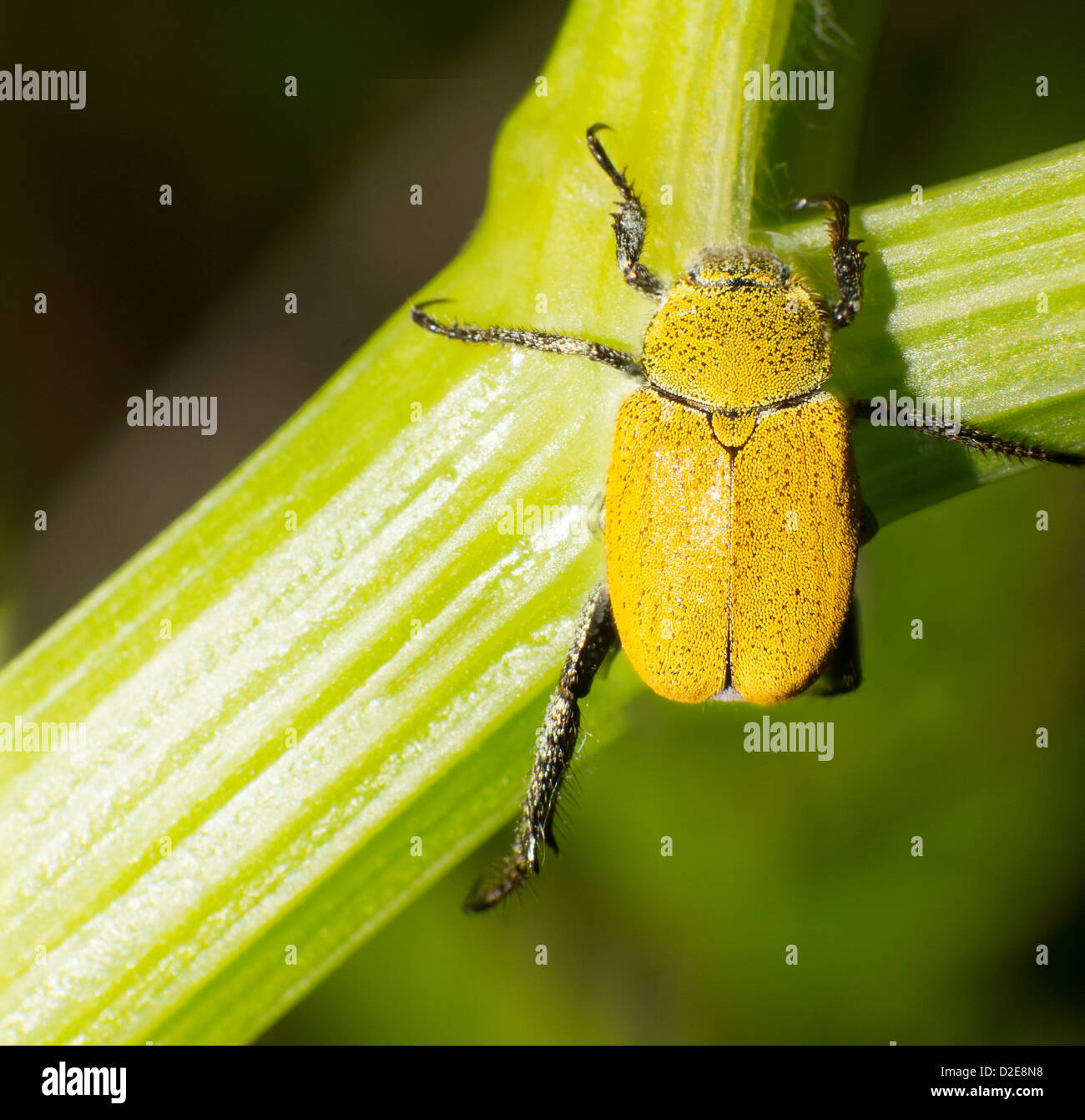 Séjour hannetons dans les usines de la tige. Banque D'Images