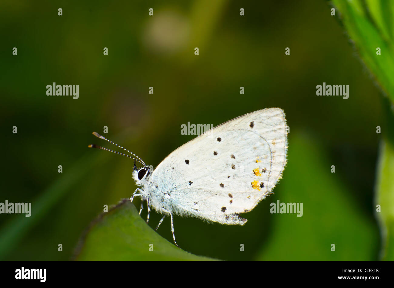 Séjour papillon sur les feuilles. Banque D'Images