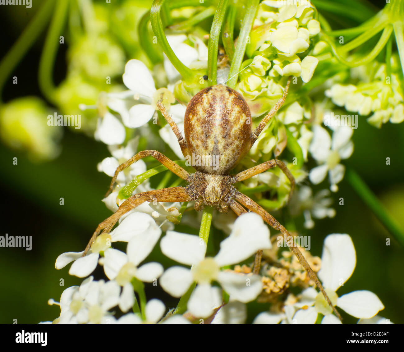 Araignée sauteuse araignée sur une feuille. Banque D'Images