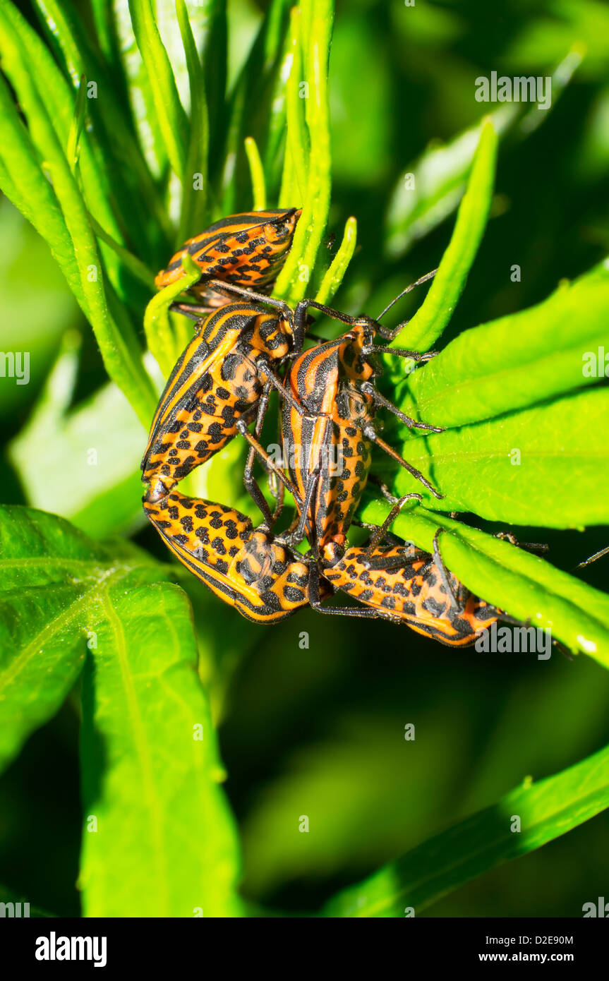 Stink bugs orange dans l'herbe Banque D'Images