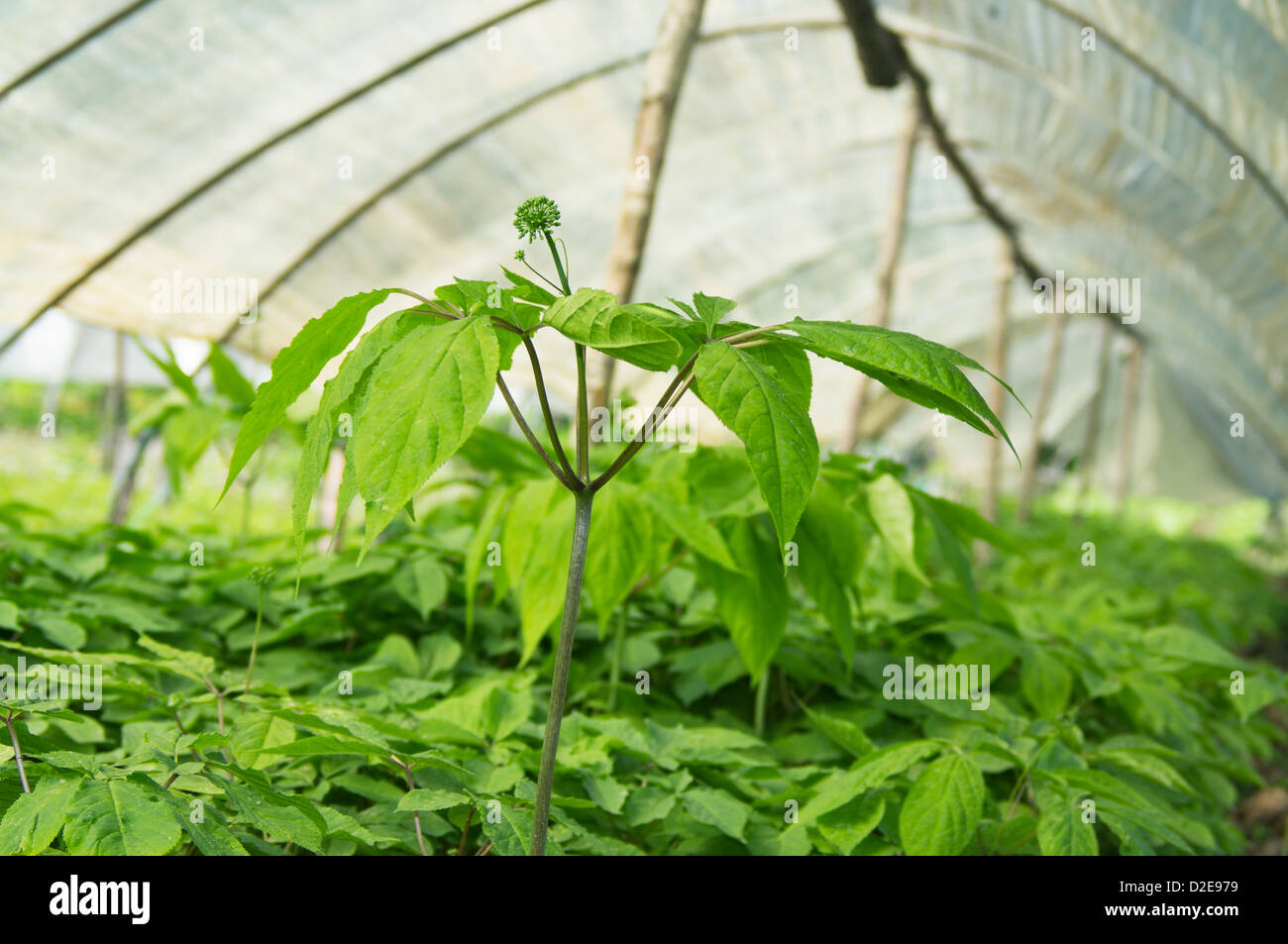 Ginseng de plantation sera la floraison de l'été Banque D'Images