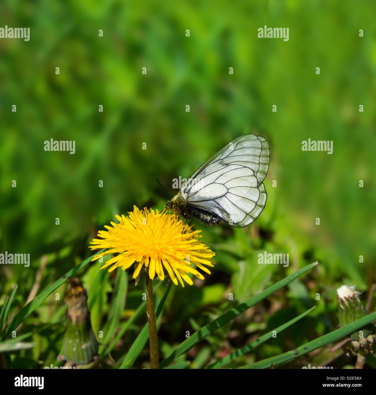 Les papillons blancs mangent le nectar des marguerites Banque D'Images