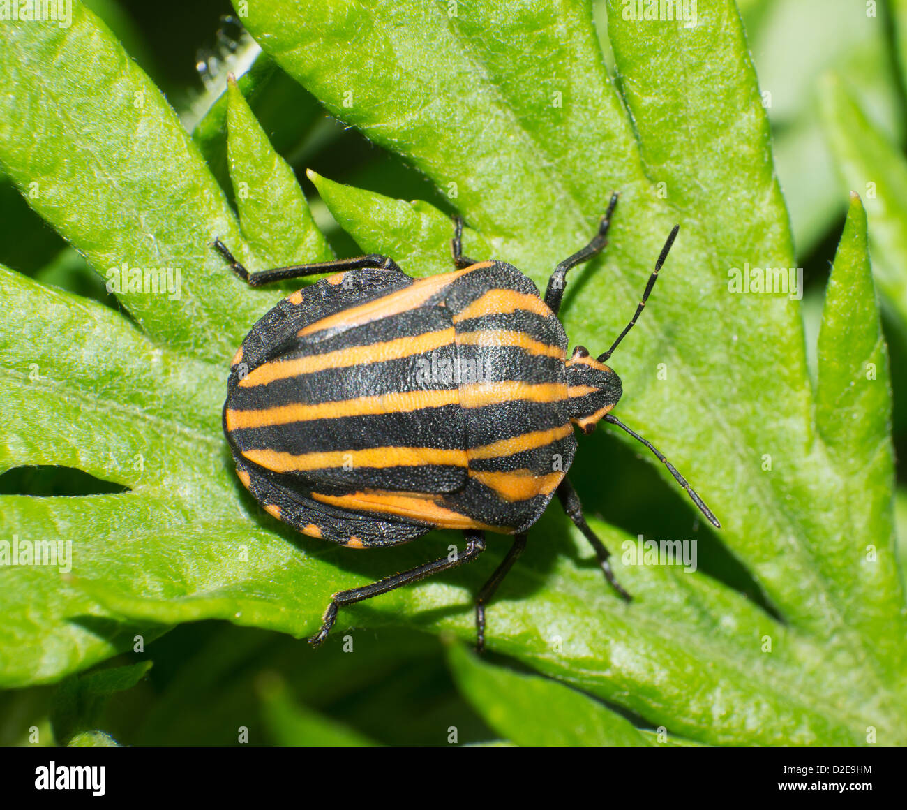 L'stinkbug close-up des bandes d'or Banque D'Images