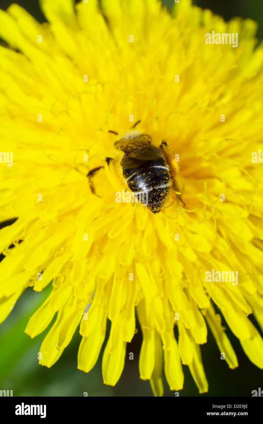 Les abeilles aiment manger nectar Banque D'Images