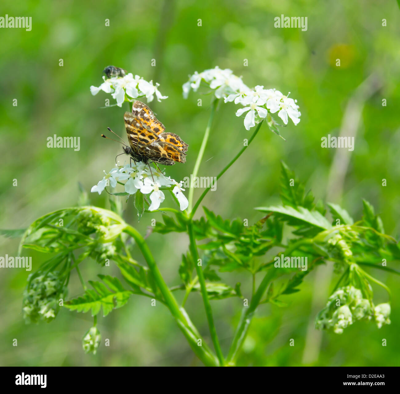 Disque Leopard reste blanc fleurs Banque D'Images
