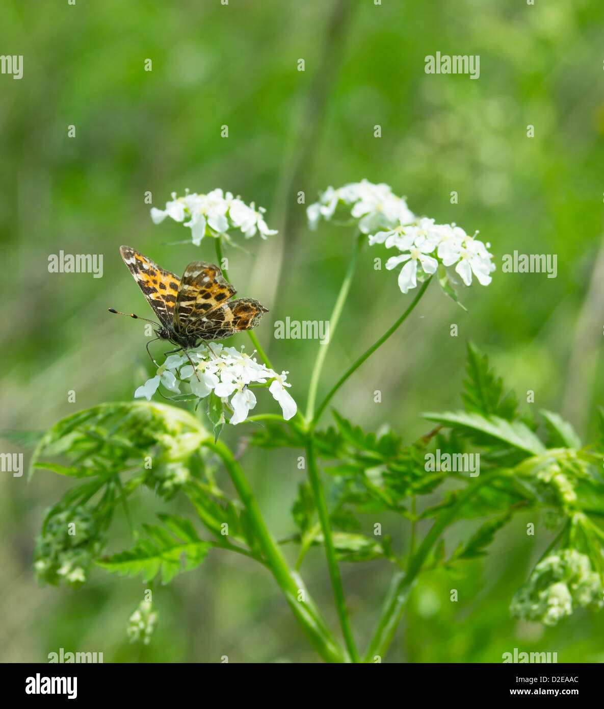 Disque Leopard reste blanc fleurs Banque D'Images