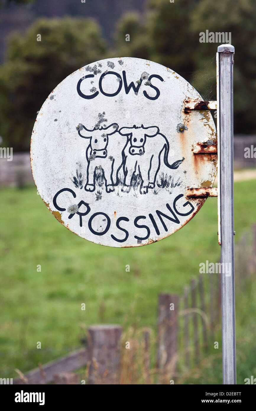 Croisement de vache. Pyengana, Tasmanie, Australie. Banque D'Images