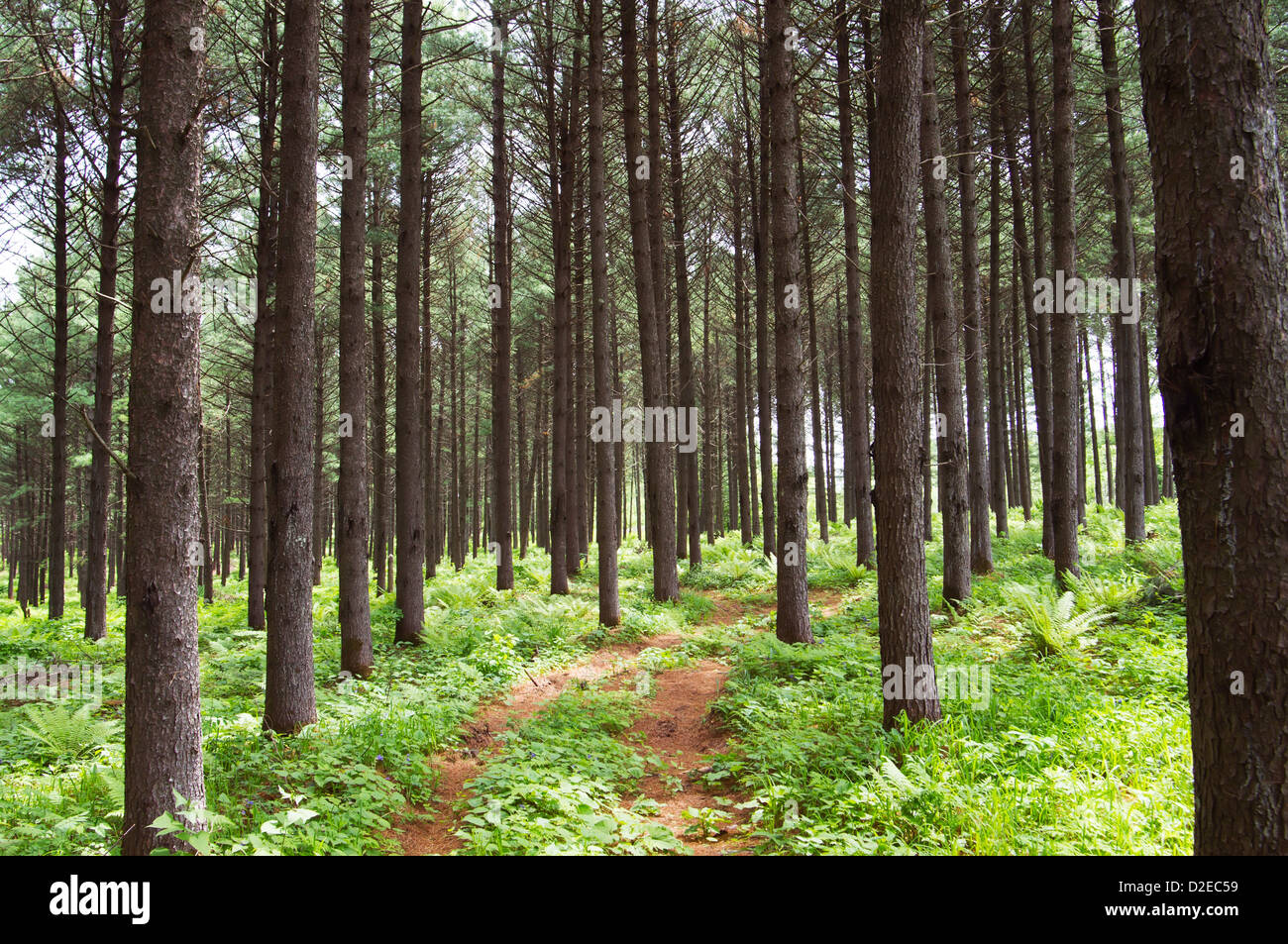 Le chemin de la forêt de pins Banque D'Images