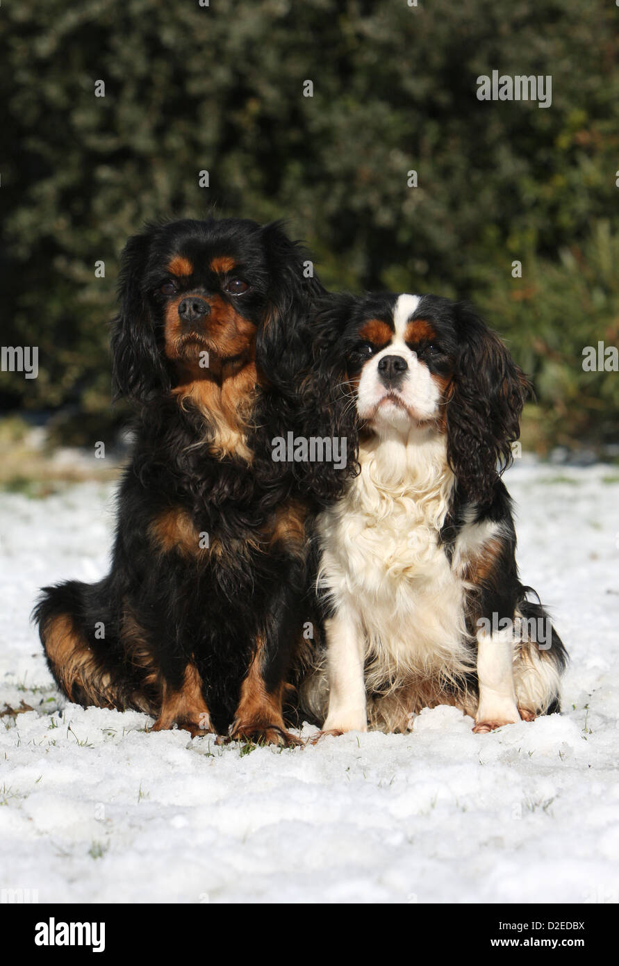 Chien Cavalier King Charles Spaniel des profils de couleurs différentes