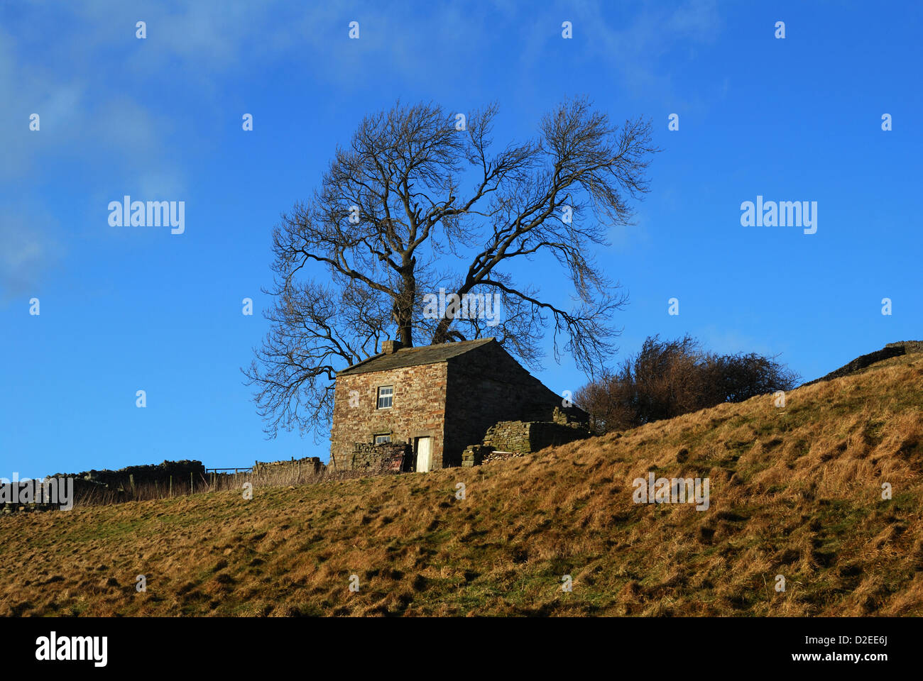 Une maison à distance dans Swaledale dans l'ombre d'un grand arbre Banque D'Images